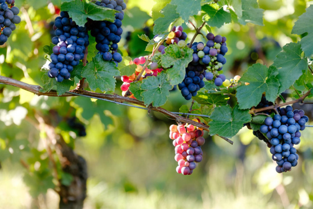 Grape Farms in Cumbum